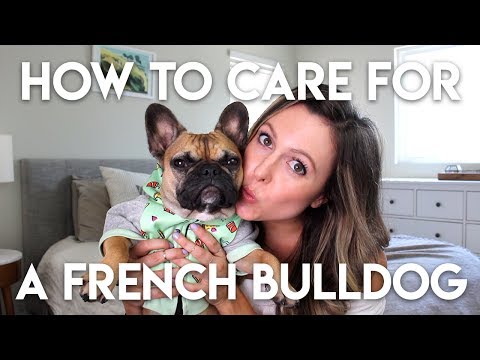 HOW TO TAKE CARE OF A FRENCHIE