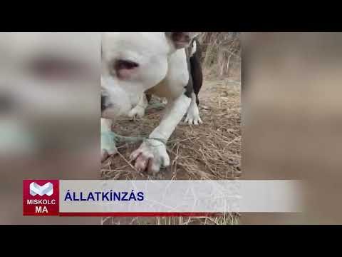 Videó előnézet