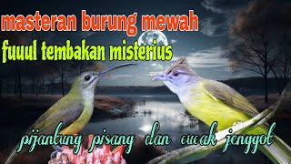 Download lagu Masteran burung lombahan tembakan misterius 🔥 pijantung pisang dan cucak jenggot  mp3