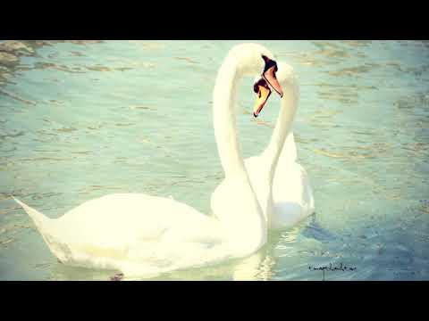 Thú yêu thương - Nguyễn Đức Cường