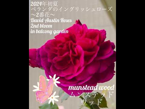 テラスやバルコニーに最適な地中海の植物は何ですか?  庭園