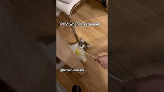 When I’m stressed😂#cat #cats #catvideos #katze #katze #ねこ #cute #happy #happycats