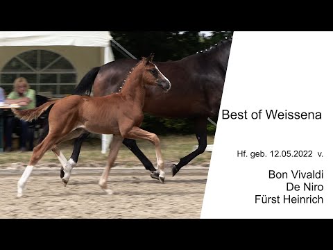 Hf v Bon Vivaldi x De Niro x Fuerst Heinrich 2022