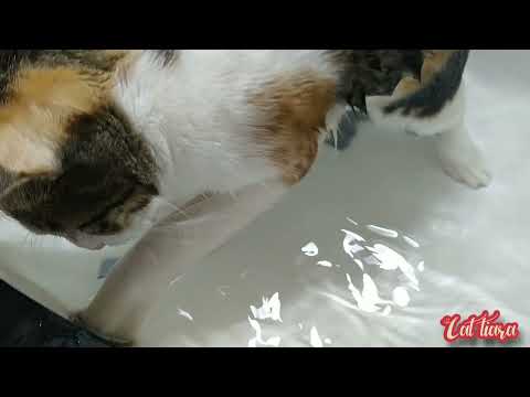 Tiara enjoying in the water 💦🐱🐈...Meow...| Cat Tiara