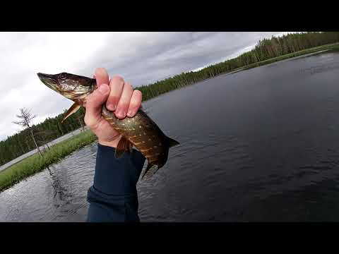 METSÄJÄRVELLE KALAAN | Majava bongattu myös!