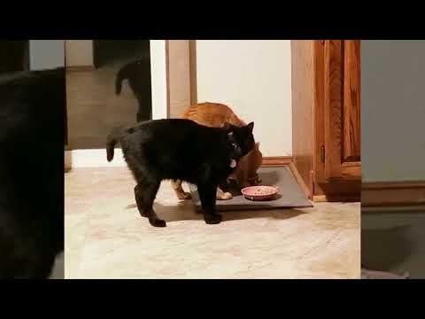 Breakfast with Nermeen and Curly