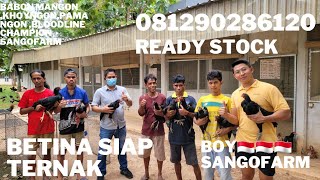 Download lagu BETINA MUDA SIAP BREEDING mp3