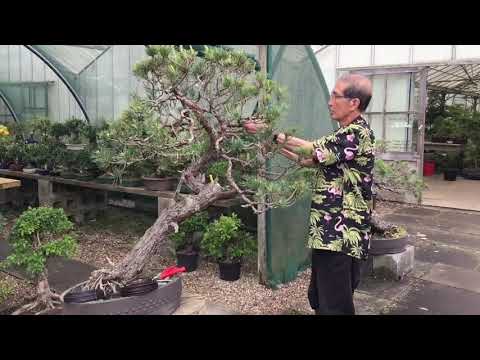How to Prune & Shape Scots Pine