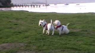 preview picture of video 'Westies playing at the beach'