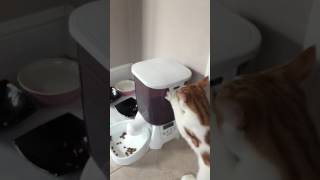 A cat&#39;s review of Cat Mate C3000 Automatic Dry Food Feeder