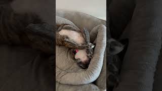 Video preview image #1 French Bulldog Puppy For Sale in Boca Raton, FL, USA