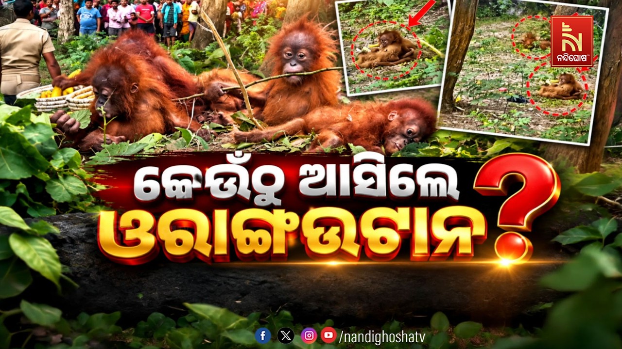 କେଉଁଠୁ ଆସିଲେ ଓରାଙ୍ଗଉଟାନ୍ ? NandighoshaTV