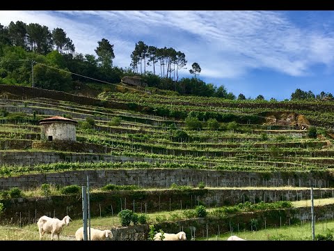 Ribeiro - Ailala Virtua Visit