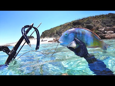 Tasty Tusk Fish - Solo Camping A New Uninhabited Island - Day 2