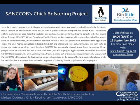 Conservation Conversations: SANCCOB's Chick Rearing Project - Melissa Cadman (13Sep22)