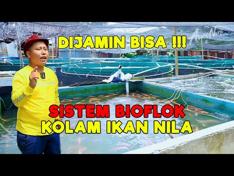 GUARANTEED TO DO IT!!! BIOFLOC SYSTEM FOR TILE FISH CULTIVATION || BIG PROFITS, EXPENSIVE QUALITY...