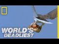 World's Deadliest - Eagle vs. Toxic Snake 