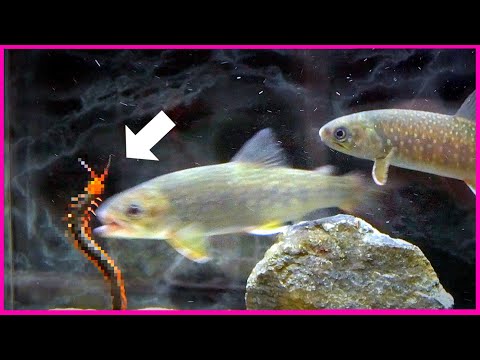 池の藻との戦い トピックス