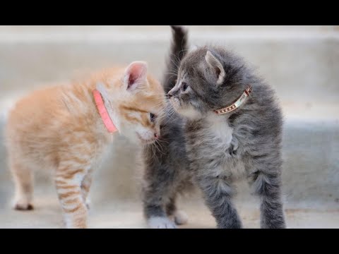 My Kittens Always Playing Together || Eating Cat Food.