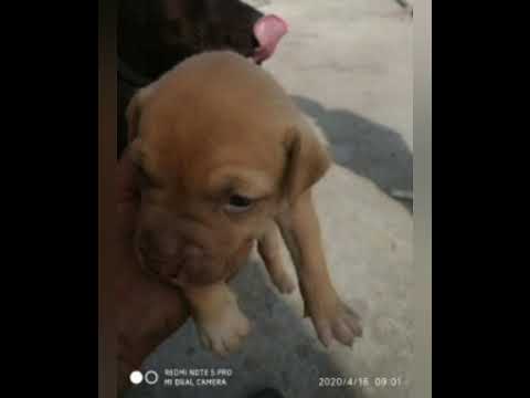 My Sweet And Brave Pittbull