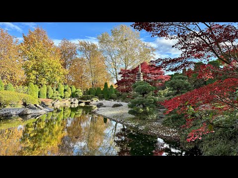 Japanische Garten ở Bonn vào qui rất đẹp 🪴🎍🍁🍂