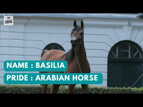 Arabian Horse BASILIA - Pogrom x Binduga