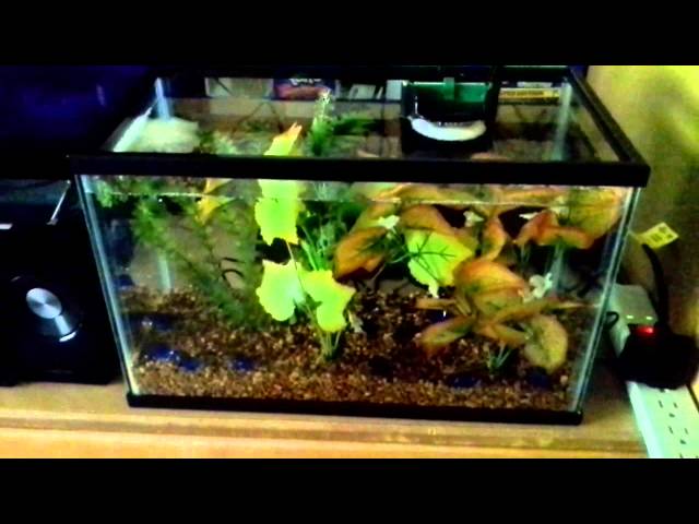 5 gallon betta fish tank