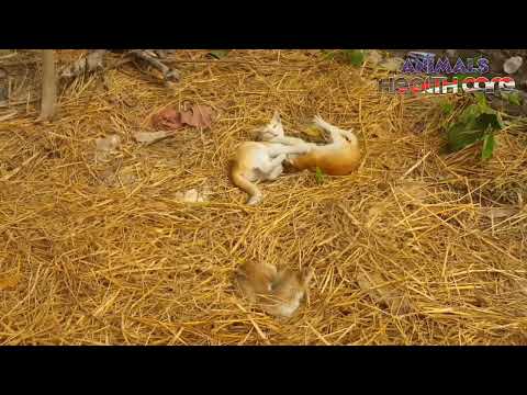 Cat Funny Videos || Deshi Cat Fun Video 2023