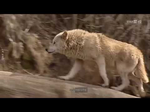 Fakten rund um den Wolf ORF Oberösterreich