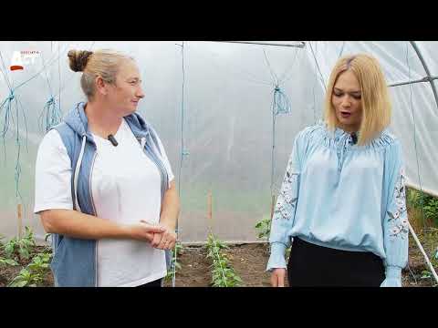 În Serele de legume, Aurelia Bărdăşilă - producător local legume, comuna Marpod, judeţul Sibiu