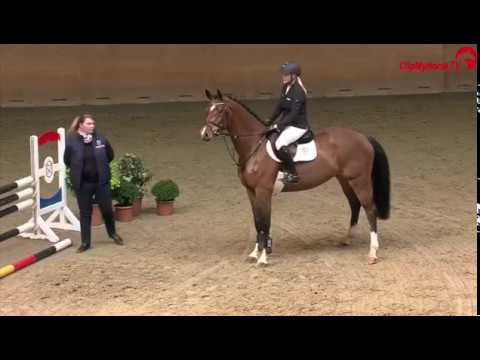 SOLD 2014 Holsteiner mare by CASALL www.sporthorses-online.com