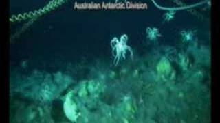 Dance of the Feather Stars