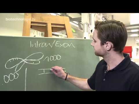 Kreidezeit 76: Intron und Exon