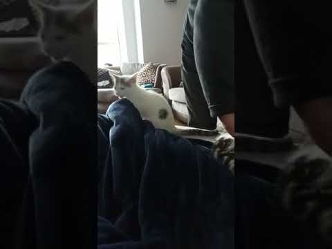 Fionn, the white kitten, wanting some attention as his brother, Oisin, is getting all the fuss.