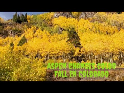 Fall in Colorado || Where to find 🤔 Beautiful Aspen changing colors
