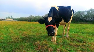 Do you know these animals? Watch them and you’ll believe it.