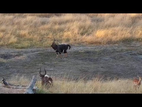 Djuma: Nyala bulls including dominance dance display - 06/12/19