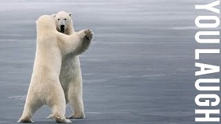 BEST OF DANCING ANIMALS ★ The Best Funny Animal videos || You LAUGH