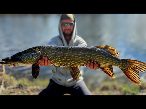 CO za BRANIE ale RYBSKO to MOJA życiówka SZCZUPAKA!