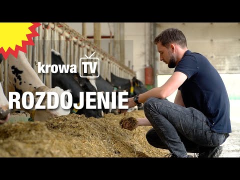 , title : 'Krowa TV: Gdzie ucieka mleko - żywienie krów na początku laktacji'