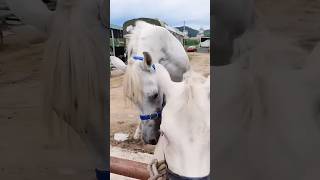 Download lagu Horse Mating mp3 Download lagu Horse Mating mp3