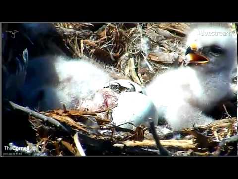 Red-tailed Hawk Hatching
