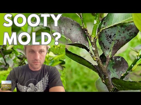 SOOTY MOLD FUNGUS? tips for CITRUS tree disease and treatment