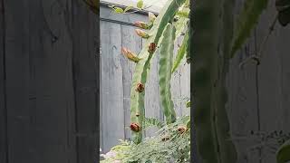Connie Mayer & Bruni popping buds May 9, 2026