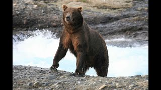 Staying safe in bear country