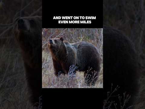 Choco, the grizzly bear that likes to swim. #wildlife #nature #outdoors #animals #funnyanimals
