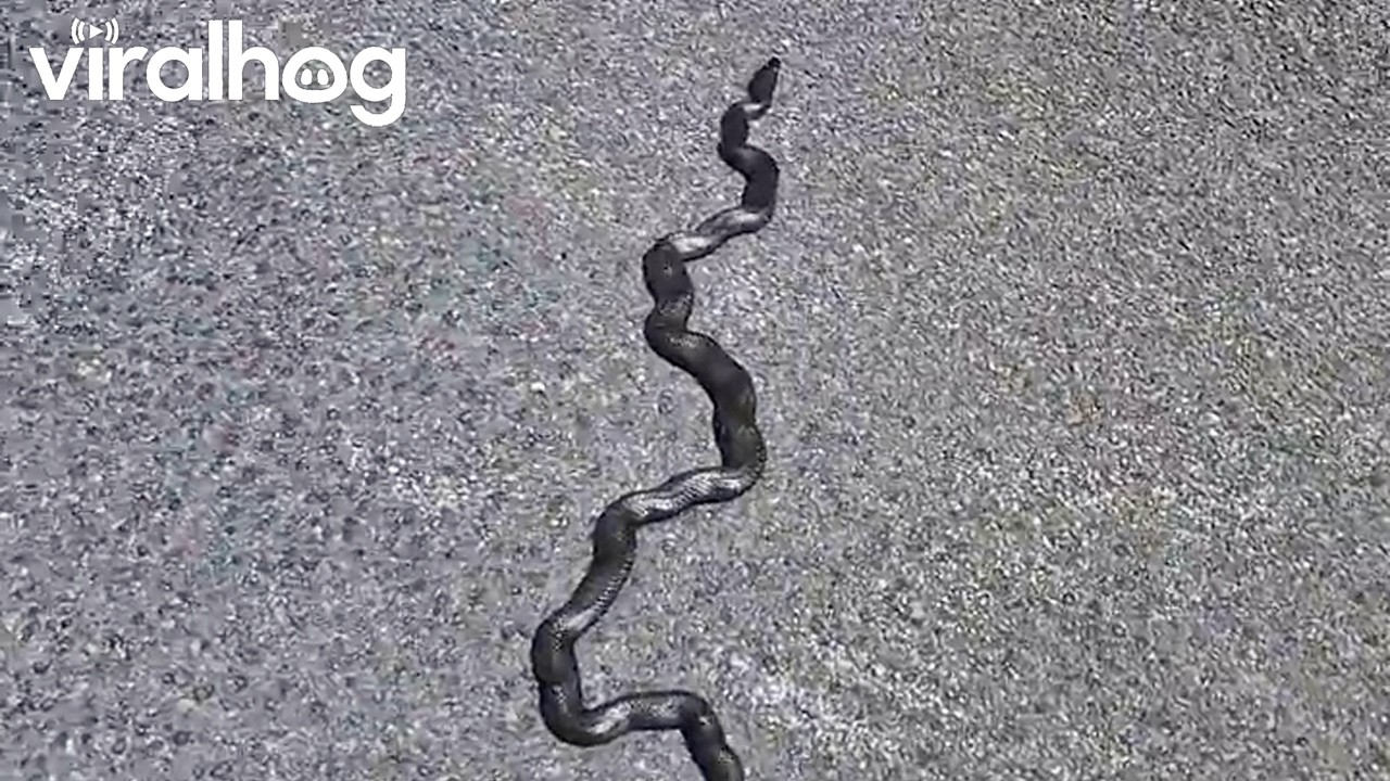 Woman Nopes Out of Helping Snake || ViralHog