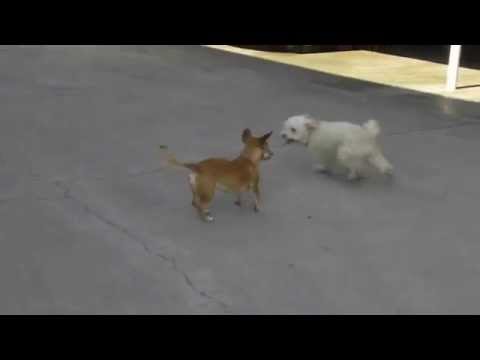 Coco chasin P's tail