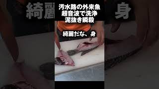 汚水路の外来種を超音波洗浄した結果、泥抜き瞬殺すぎた