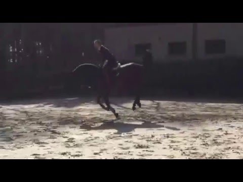 5 yo stallion x Landadel x Stakkato